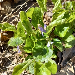Viola