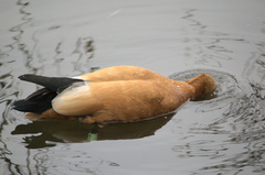 Tadorna ferruginea