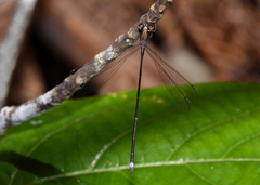 Chorismagrion risi