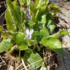 Viola