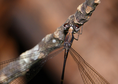 Chorismagrion risi