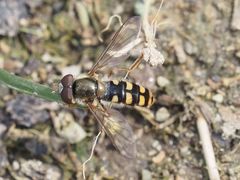 Epistrophella euchroma