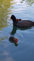 Fulica atra