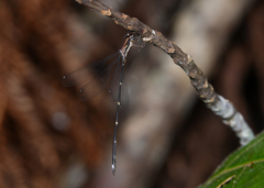 Chorismagrion risi