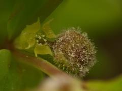 Podosphaera euphorbiae