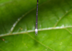Chorismagrion risi