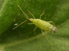 Macrolophus pygmaeus