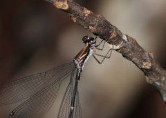 Chorismagrion risi