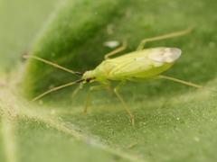 Macrolophus pygmaeus