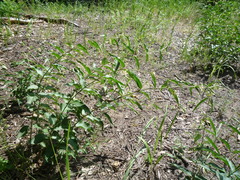 Vincetoxicum hirundinaria hirundinaria