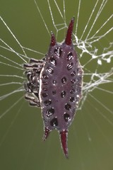 Gasteracantha mengei