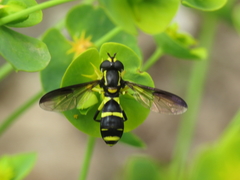 Xanthogramma marginale