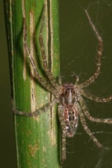 Sphedanus quadrimaculatus