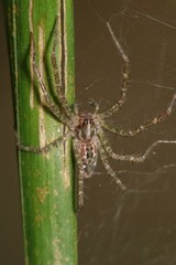 Sphedanus quadrimaculatus