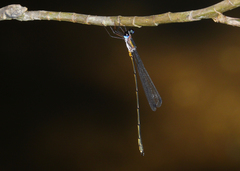 Synlestes tropicus