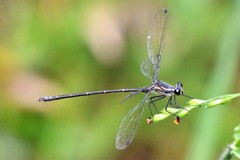 Austroargiolestes icteromelas