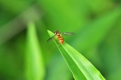 Episyrphus viridaureus