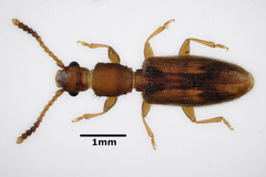 Cryptamorpha desjardinsi