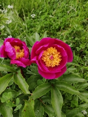 Paeonia broteri