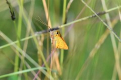 Cephrenes trichopepla