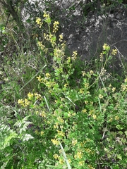 Cytisophyllum sessilifolium