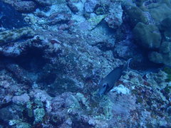 Acanthurus tristis