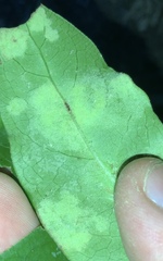 Phyllocoptes coprosmae