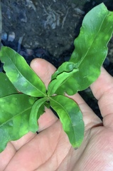 Phyllocoptes coprosmae