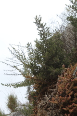 Asparagus mucronatus