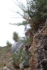 Asparagus mucronatus