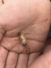 Oryctes nasicornis
