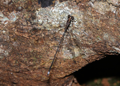 Chorismagrion risi