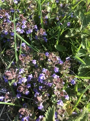 Glechoma hederacea