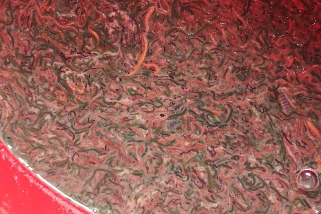 Pacific palolo worm