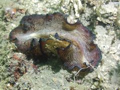 Pseudobiceros fulgor