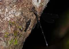Chorismagrion risi