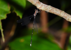 Chorismagrion risi