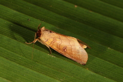 Canodia difformis