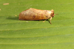 Canodia difformis
