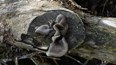 Auricularia cerrina