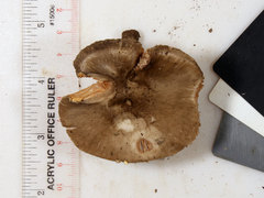 Pluteus hongoi
