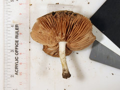 Pluteus hongoi