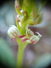 Orchis anthropophora