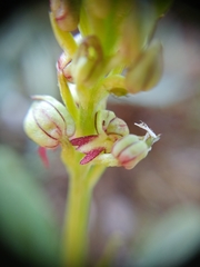 Orchis anthropophora