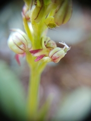 Orchis anthropophora