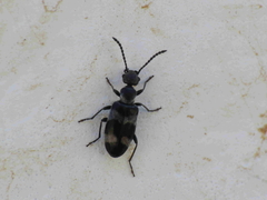Microhoria