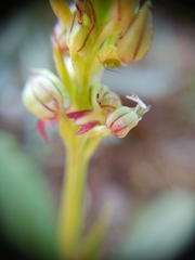 Orchis anthropophora
