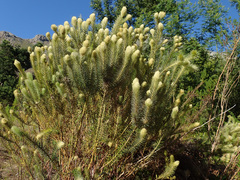 Phylica pubescens