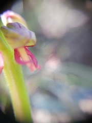 Orchis anthropophora