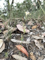 Pterostylis parviflora